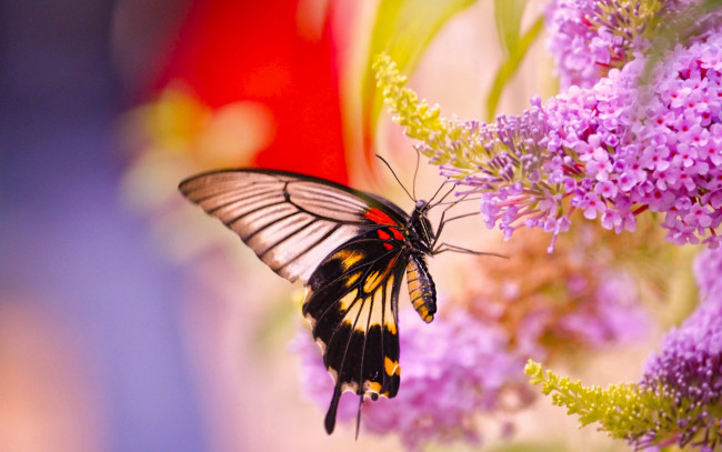 Обои картинки фото животные, бабочки,  мотыльки,  моли, парусник, лови, бабочка, цветы, макро