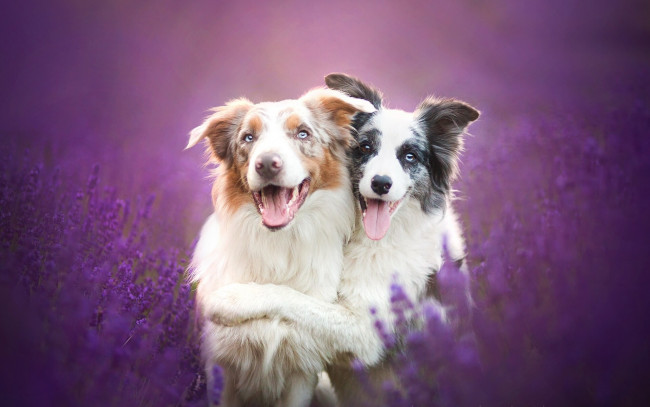 Обои картинки фото животные, собаки, бордер-колли, лаванда, цветы, дружба, друзья