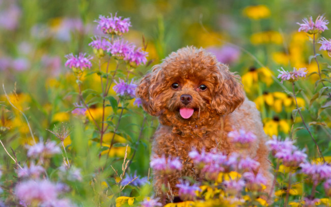Обои картинки фото животные, собаки, пудель, собака, щенок, цветы