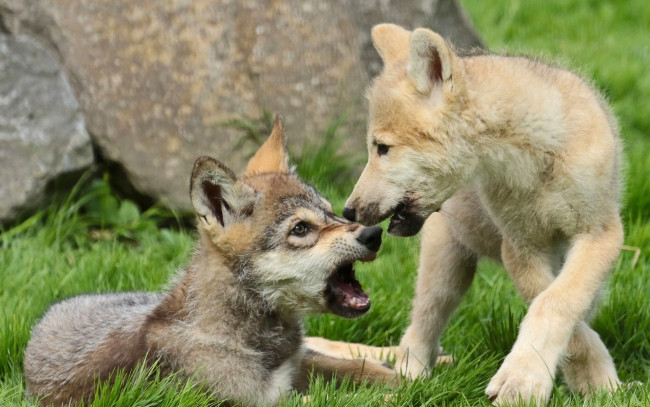Обои картинки фото животные, волки,  койоты,  шакалы, щенки, волчата