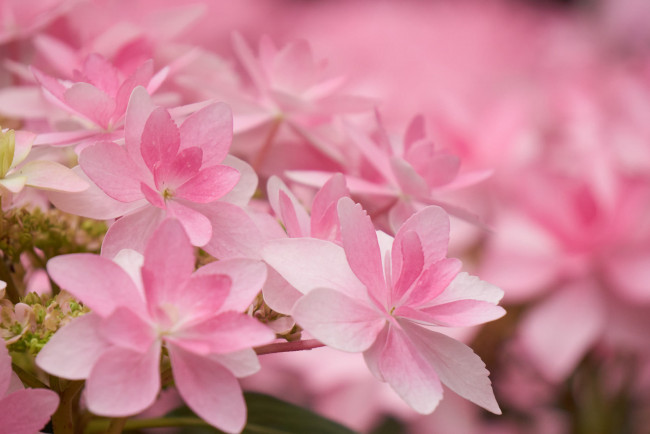 Обои картинки фото цветы, гортензия, макро, розовая