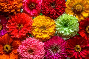 Картинка цветы цинния разноцветные много макро