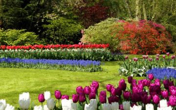 Картинка цветы разные+вместе газон деревья разноцветные тюльпаны кусты парк нидерланды keukenhof
