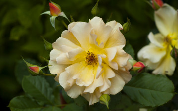 Картинка цветы розы жёлтая роза бутоны лепестки макро