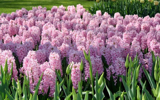 Обои картинки фото цветы, гиацинты, розовые, сад, keukenhof, gardens, нидерланды