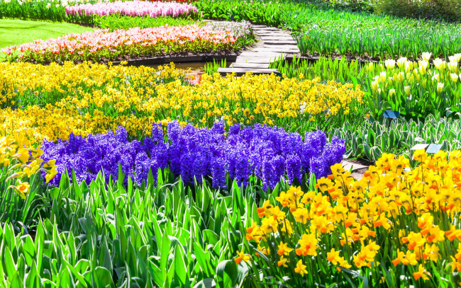 Обои картинки фото цветы, разные вместе, тюльпаны, разноцветные, keukenhof, нидерланды, парк, кекенхоф, гиацинты, нарциссы, lisse