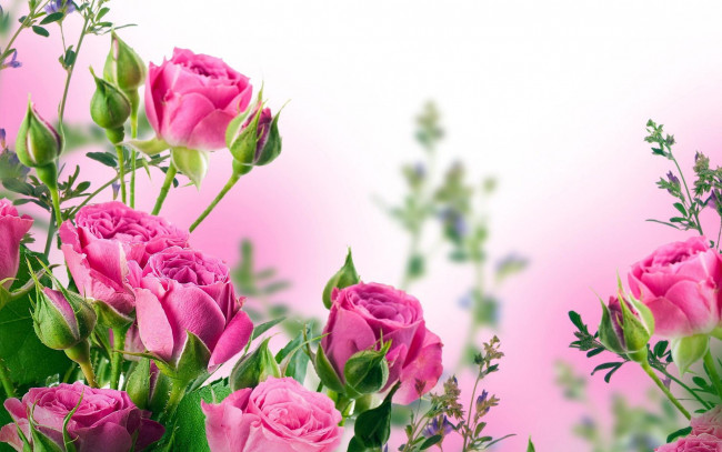 Обои картинки фото цветы, розы, листья, бутоны, розовые