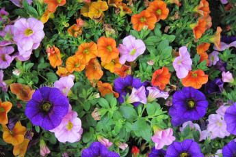 Картинка цветы петунии +калибрахоа разноцветные