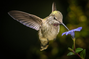 Картинка животные колибри боке птичка полёт цветок