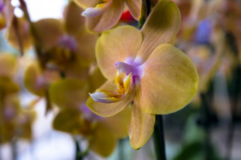 Картинка цветы орхидеи цветение flowers flowering orchids