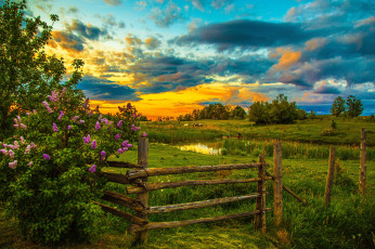 Картинка природа восходы закаты деревья кусты лошади забор сирень лужайка небо трава пруд облака закат