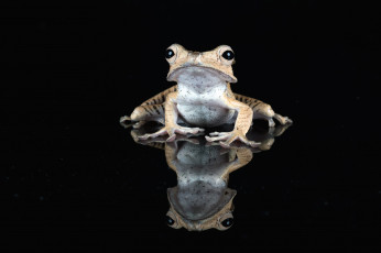 Картинка животные лягушки лягушка