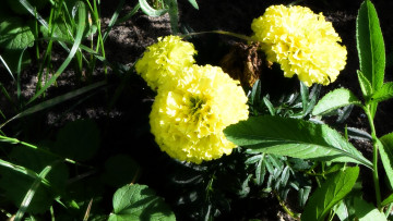 Картинка цветы бархатцы желтый цвет