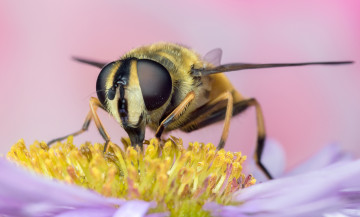 Картинка животные пчелы +осы +шмели жало насекомое цветок оса