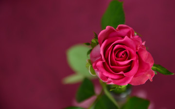 Картинка цветы розы макро фон роза цветок листья