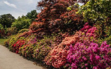 Картинка природа парк кусты рододендроны деревья англия солнечно цветы