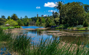 Картинка природа реки озера трава небо солнце камыш облака зелень австралия деревья пальмы парк