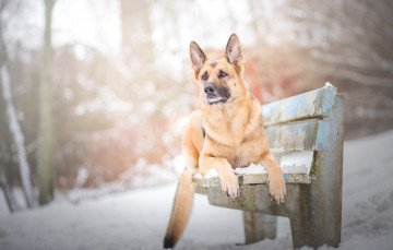 Картинка животные собаки снег скамейка