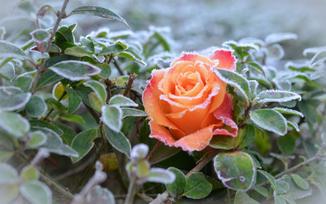 Обои картинки фото цветы, розы, цветок, листья, иней, мороз, роза, природа