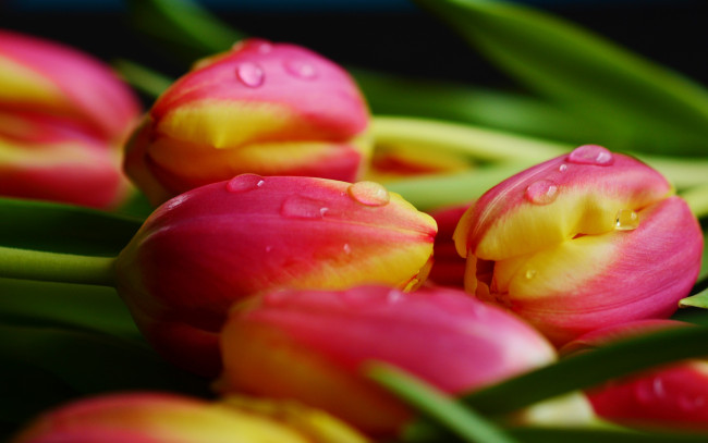 Обои картинки фото цветы, тюльпаны, вода, капли