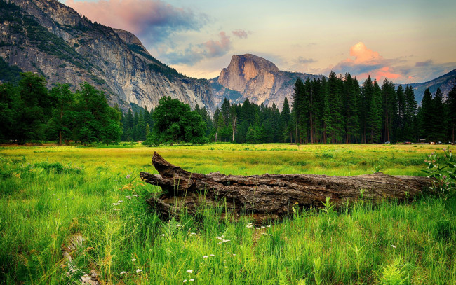 Обои картинки фото природа, горы, поляна, калифорния, деревья, трава, сша, лес, yosemite, national, park, скалы, коряга, йосемити, зелень, национальный, парк