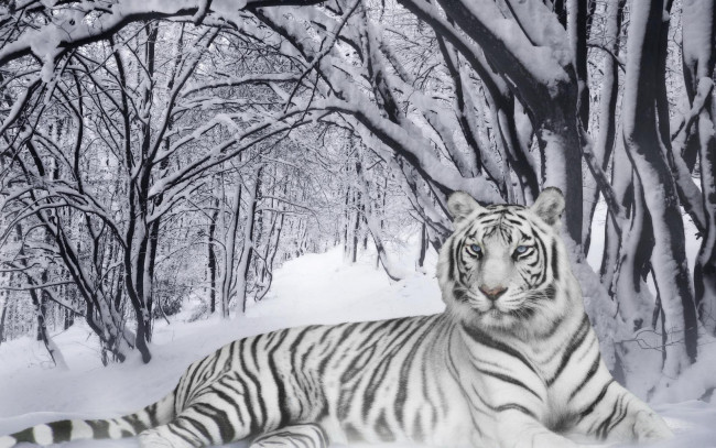 Обои картинки фото разное, компьютерный дизайн, зима, лес, снег, тигр, белый