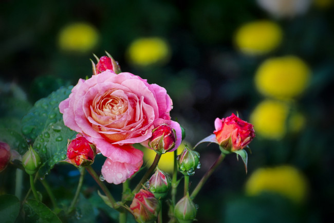 Обои картинки фото цветы, розы, лепестки, роза, бутон, leaves, bud, цветение, rose, листья, blossoms, petals