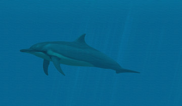 Картинка рисованное животные +дельфины дельфин фон