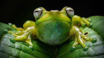 Картинка животные лягушки лягушка зеленая листья древесная