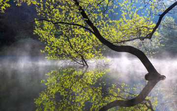 Картинка природа деревья река дерево туман вода