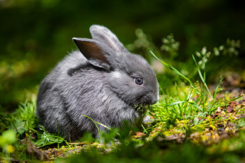 Картинка животные кролики +зайцы кролик