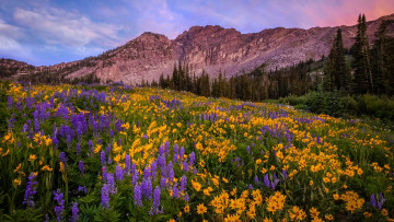 Картинка природа луга горы луг лето цветы