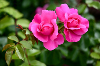 Картинка цветы розы розовая роза макро дуэт