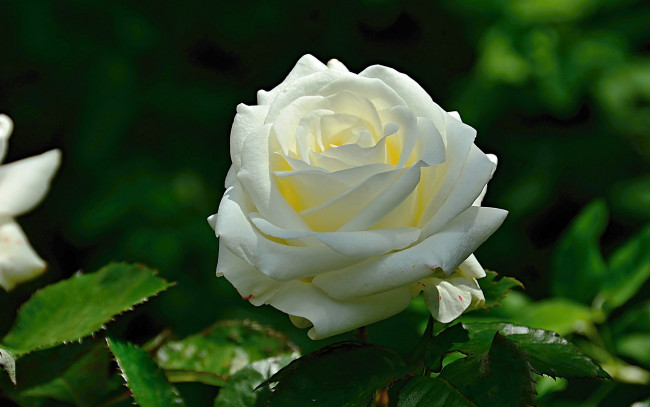 Обои картинки фото цветы, розы, белая, роза, макро