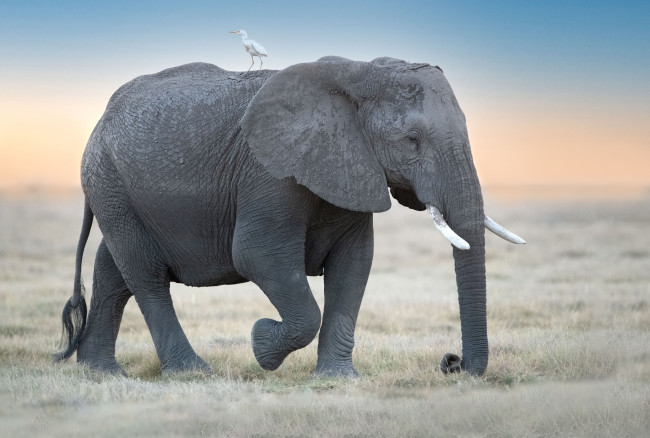 Обои картинки фото животные, слоны, слон