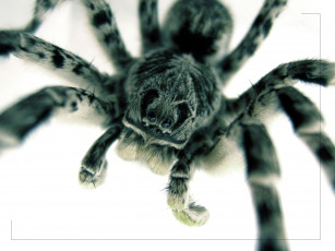 Картинка огромная животные пауки