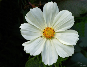 Картинка цветы космея белая