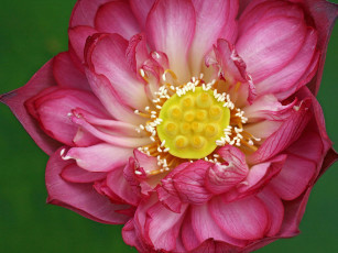 Картинка цветы лотосы