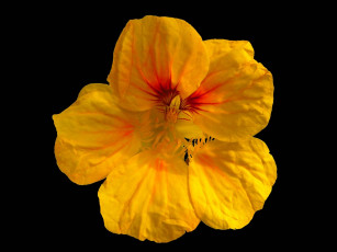 Картинка цветы настурции лепестки