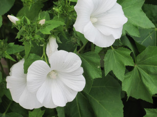 Картинка лаватера цветы бутоны белые цветки
