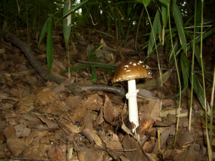 Картинка природа грибы мухомор