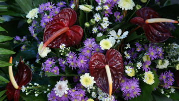 Картинка цветы букеты композиции хризантемы ромашки антуриум