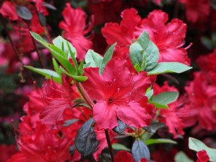 Картинка цветы рододендроны азалии красный