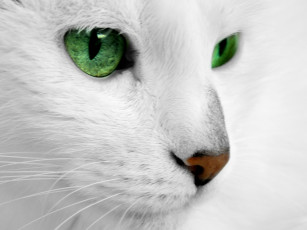 Картинка кот животные коты белый
