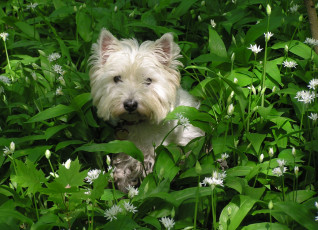 Картинка животные собаки белый шерсть трава
