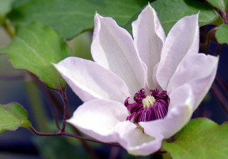 Картинка цветы клематис ломонос лепестки бледно-розовый