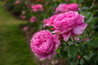 Картинка цветы розы розовый лепестки