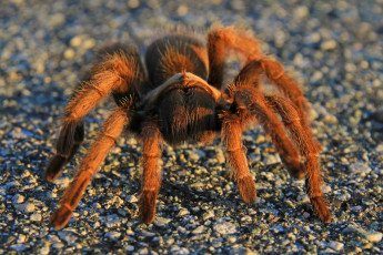 Картинка животные пауки тарантул лапы мохнатый