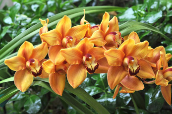 Картинка цветы орхидеи ветка оранжевый экзотика