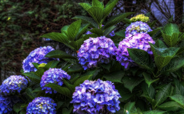 Картинка цветы гортензия шары фиолетовый